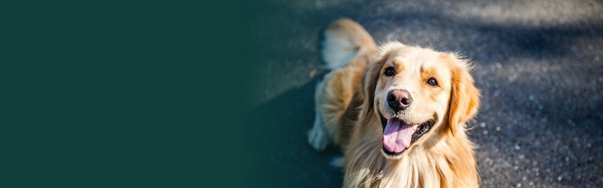 Ração para o seu cão com frete grátis