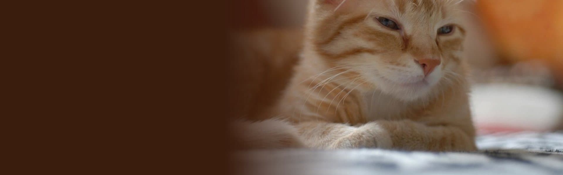 Tudo para o seu gato