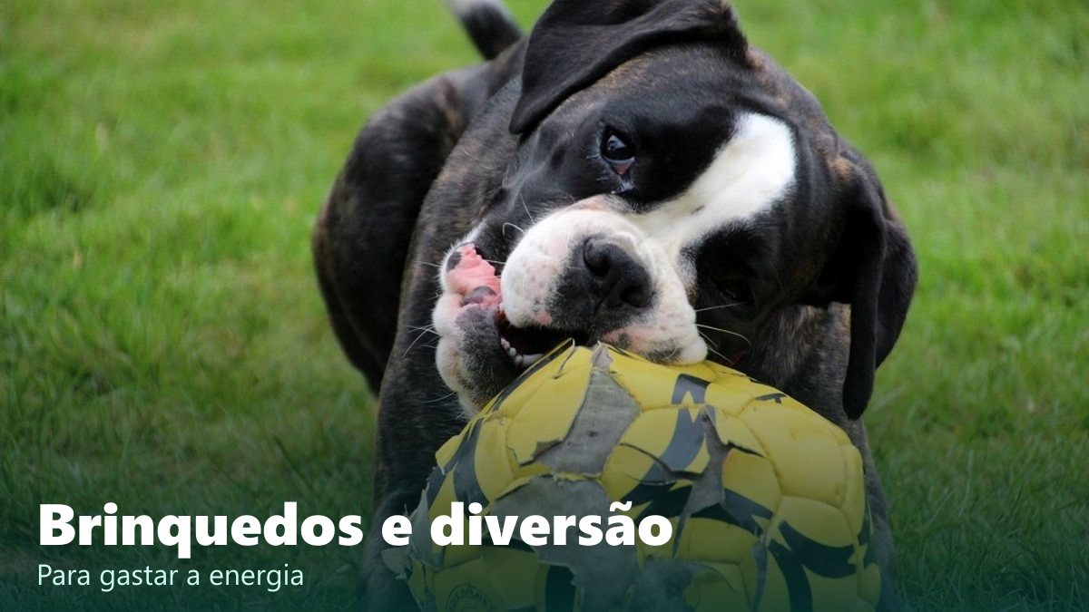 Brinquedos e diversão