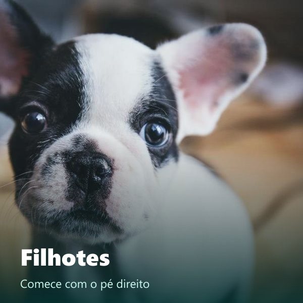 Filhotes