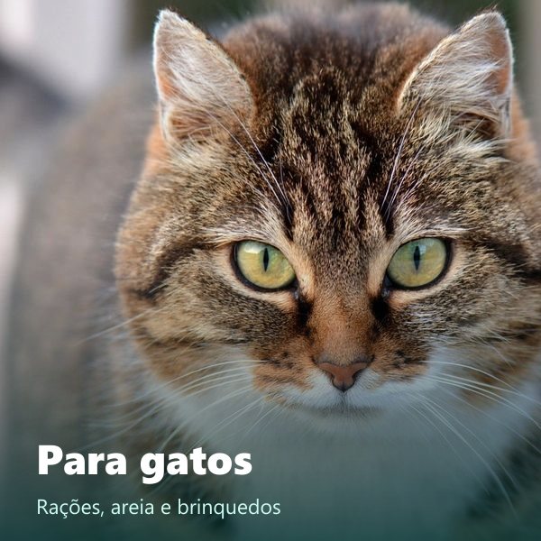 Para gatos